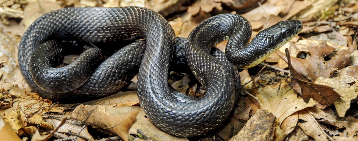 This snake runs faster than a horse! Remember this little thing if seen in rainy season