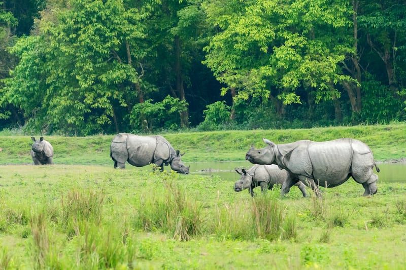 From Kamakhya Temple to Kaziranga National Park, these are the beautiful and best places to see in Guwahati