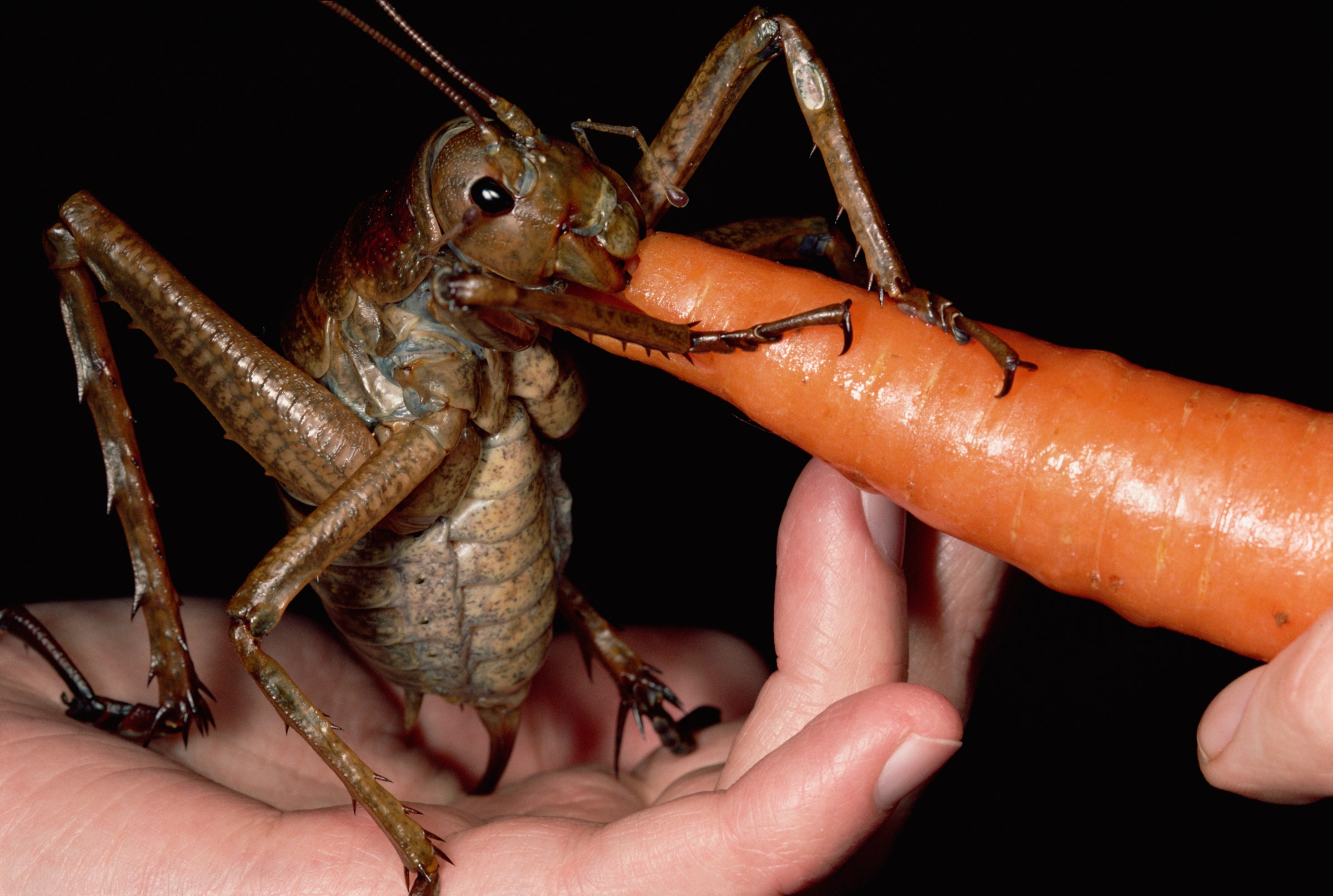 This is the world's heaviest insect, weighing three times more than a mouse, close to extinction!