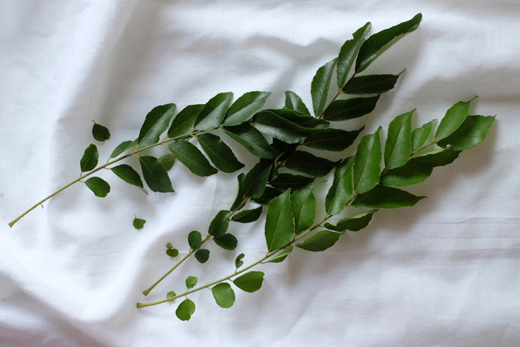 Is it okay to eat curry leaves daily? Know its benefits and the right amount to eat it