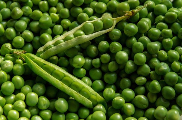 Store green peas like this without any chemicals and enjoy peas all year round