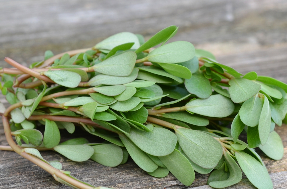 Kulfa saag will make you healthy in winter, know the benefits of including it in winter diet.