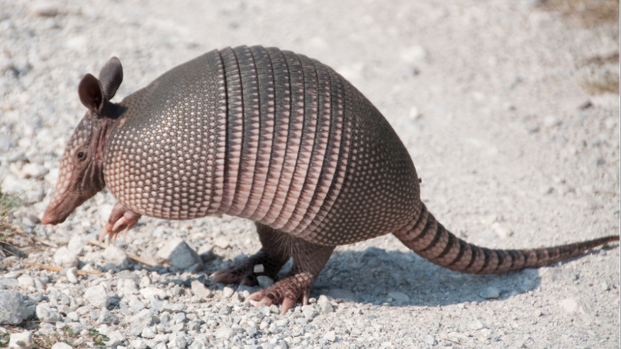 Mysterious Leprosy Cases Linked To Armadillos : Shots - Health News : NPR