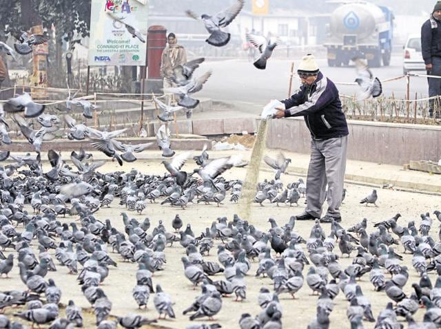 Why feed pigeons, dogs or monkeys in public places - Hindustan Times