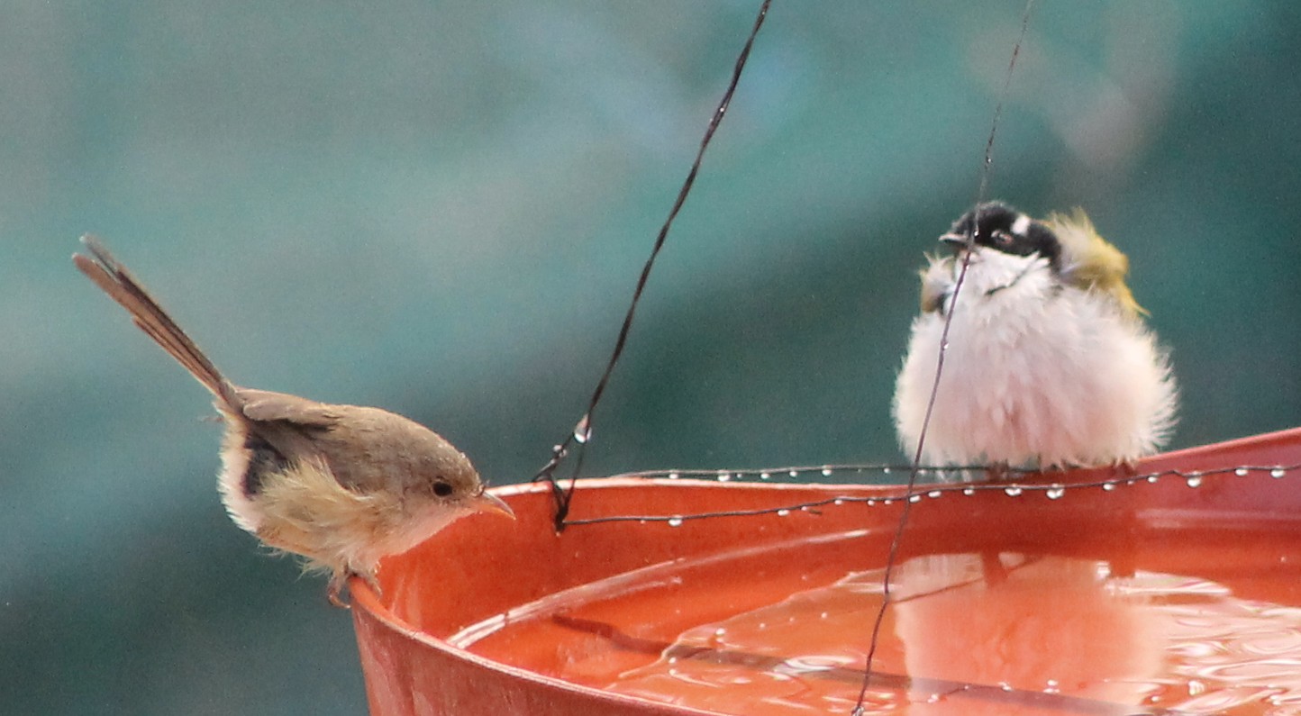 Birds Need you this summer! – Jivdaya Charitable Trust