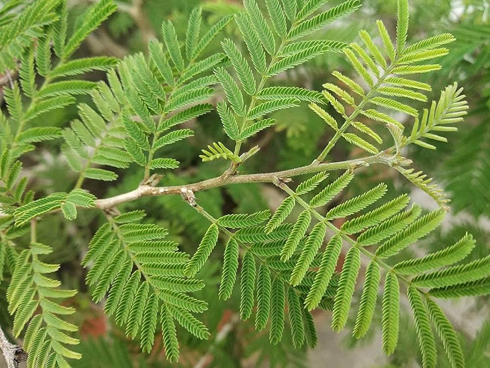 gross shami tree, prosopis cineraria plant, banni maram, banni mara, jami, Dhaniushta Nakshatra, shami patra, sami plant, chikur, Chonkar paudha : Amazon.in: Garden & Outdoors