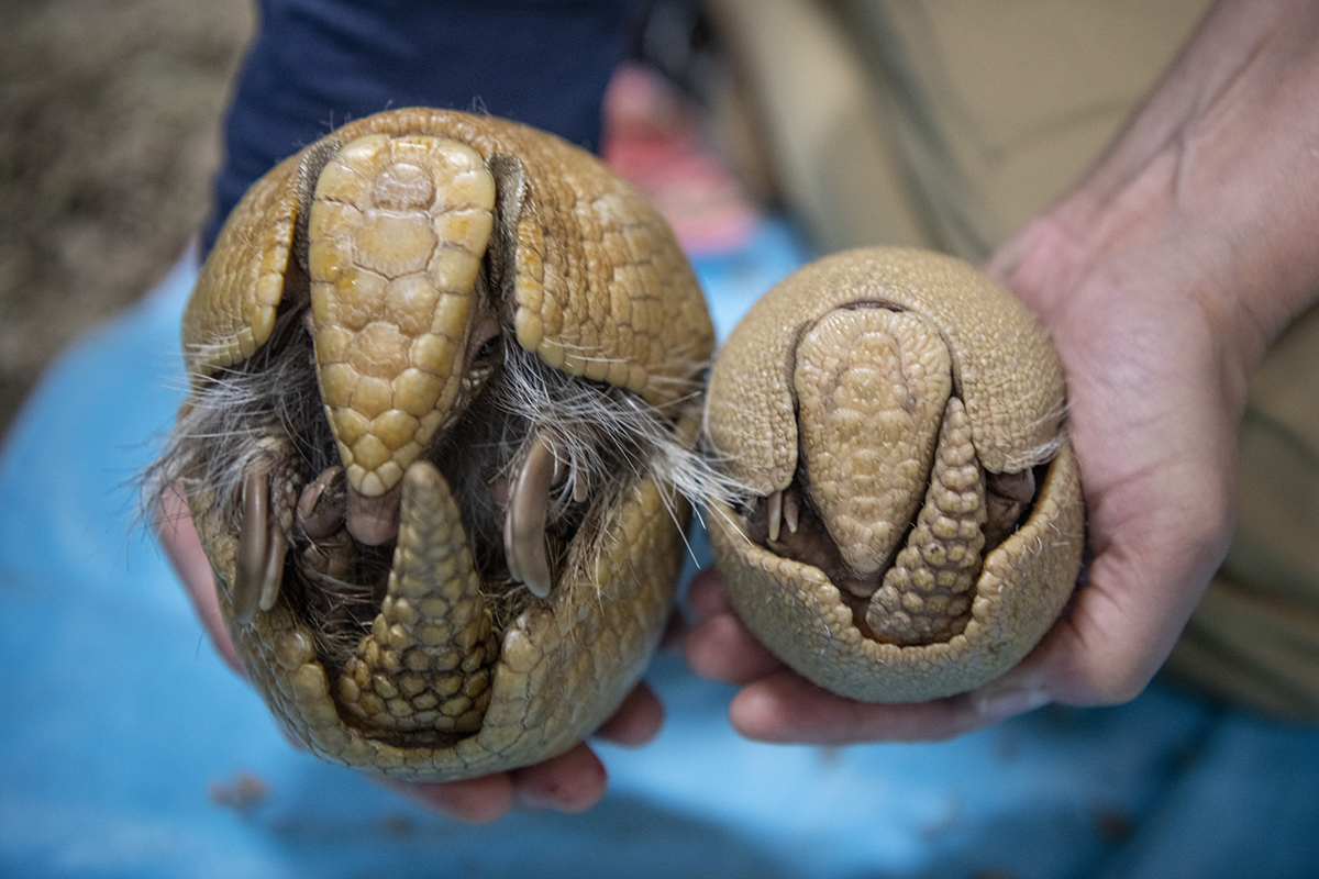 KEEPERS NAME ARMADILLO PUP “SEGWAY” - Point Defiance Zoo & Aquarium